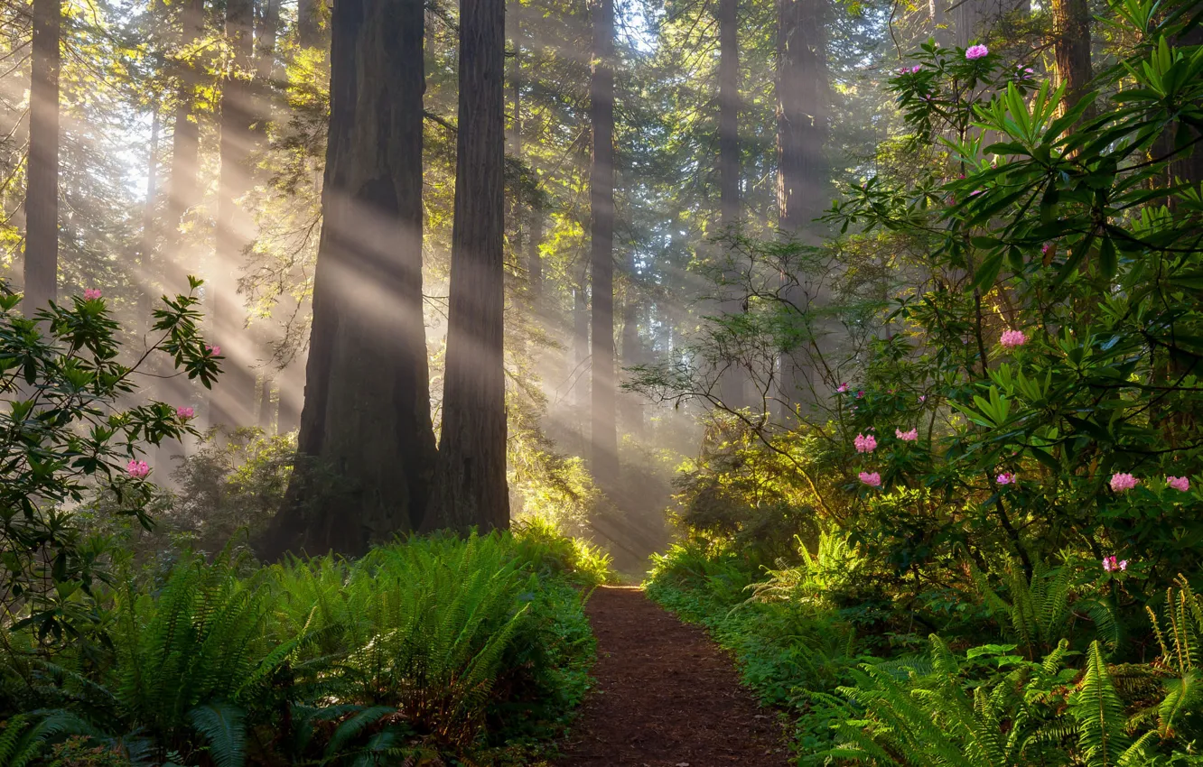 Photo wallpaper forest, grass, rays, light, trees, landscape, nature, track