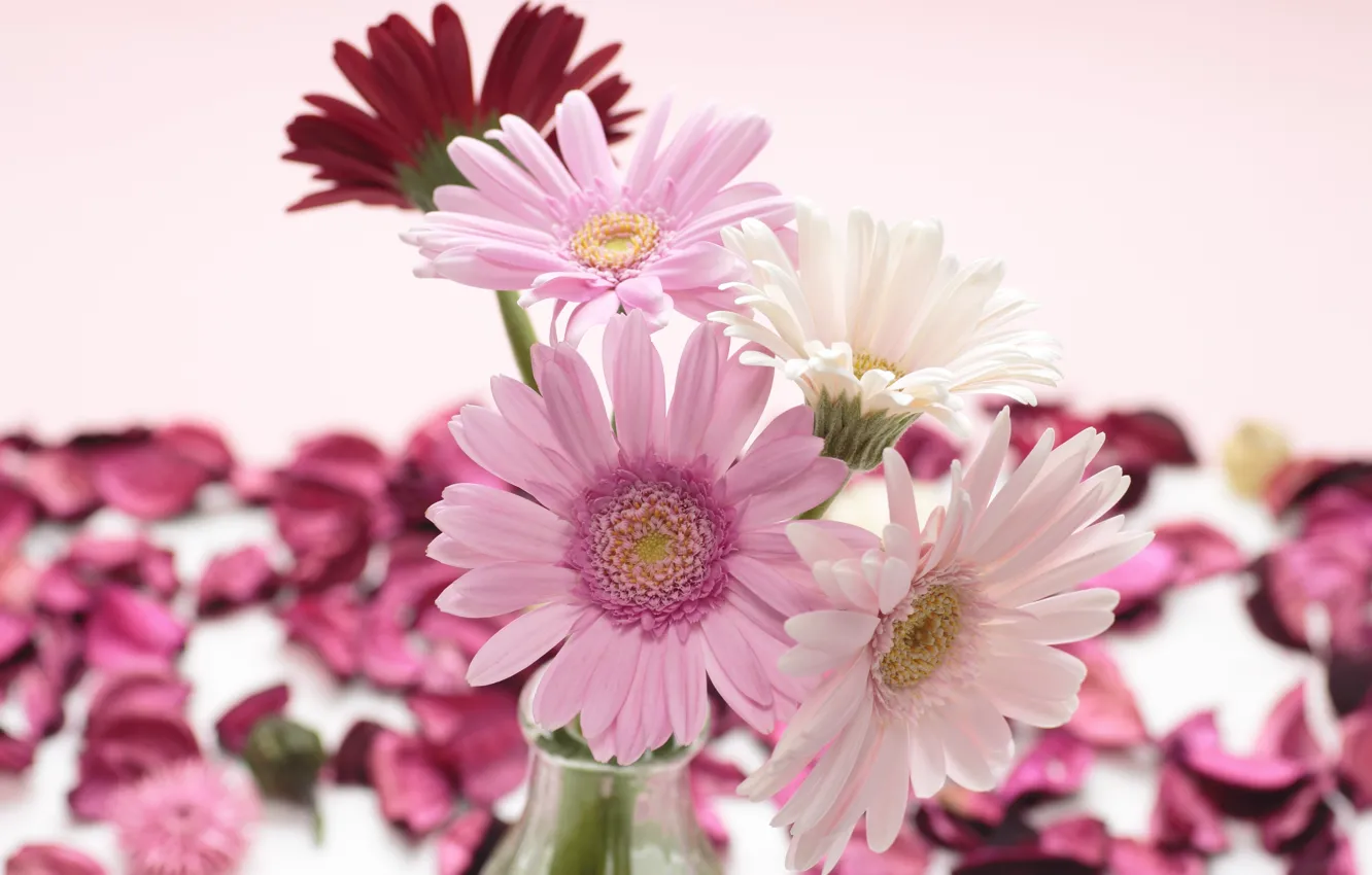 Photo wallpaper flowers, petals, red, vase, pink, white, gerbera, gerbera