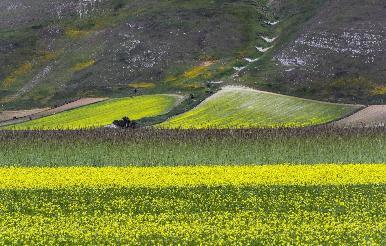 Photo wallpaper field, flowers, mountains, slope, meadow