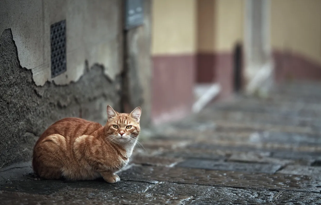 Photo wallpaper cat, the city, street