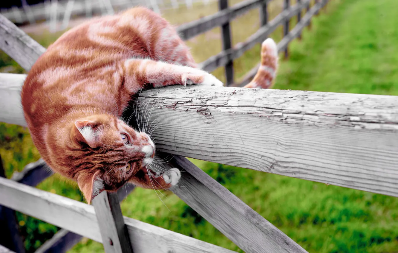 Photo wallpaper cat, the fence, red