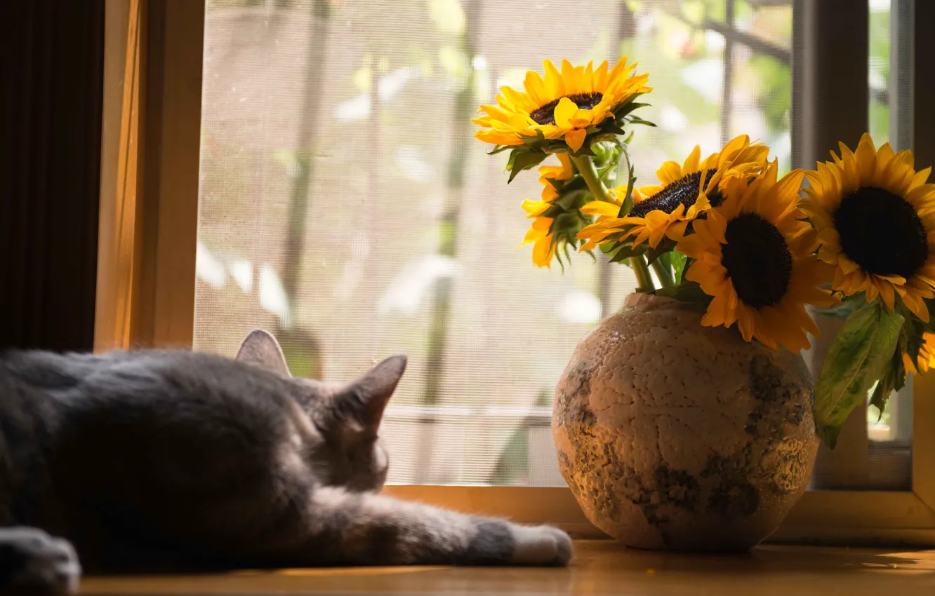 Photo wallpaper cat, cat, light, sunflowers, flowers, pose, bouquet, window
