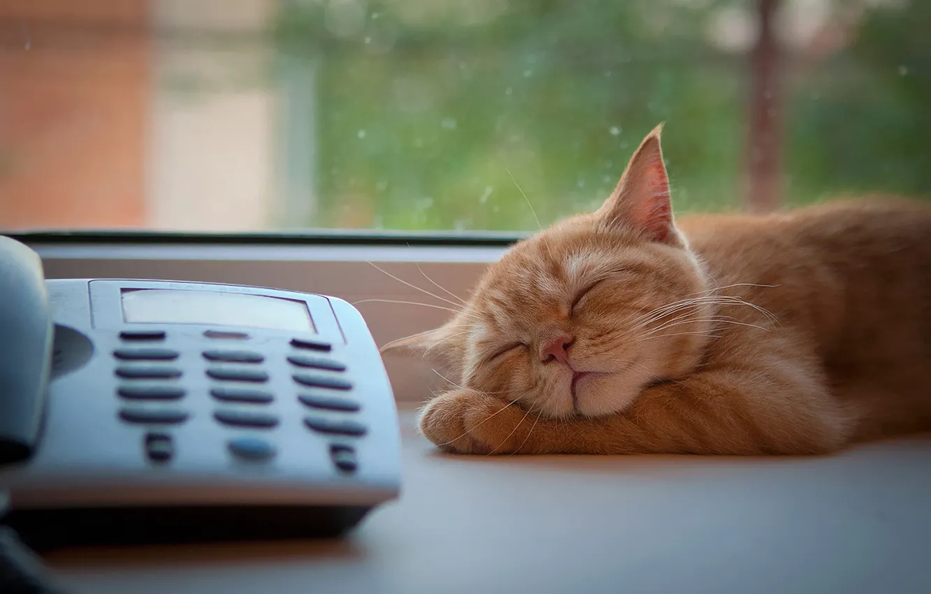 Photo wallpaper cat, window, red, sleeping