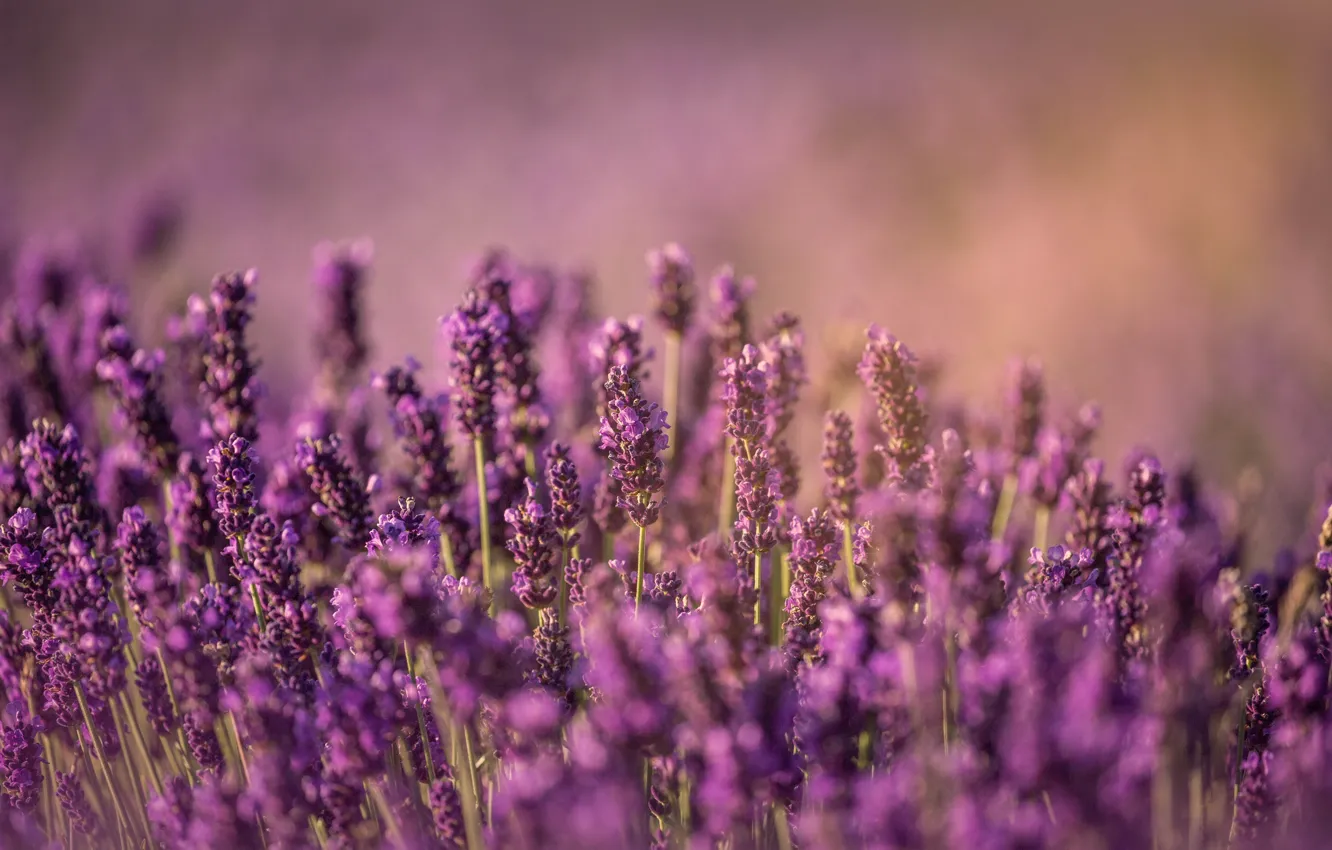 Photo wallpaper flowers, lavender, lavender field