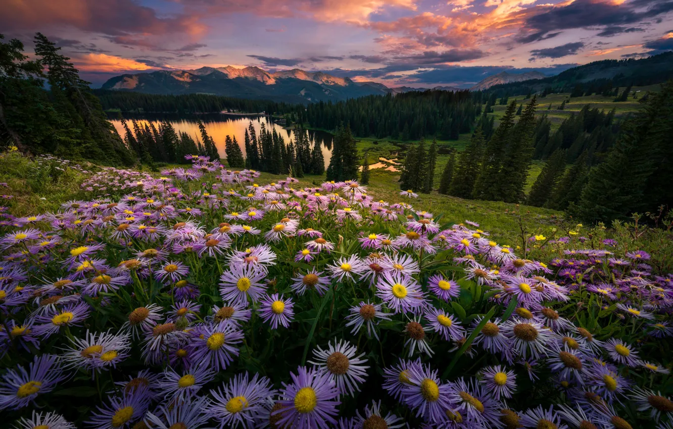 Photo wallpaper field, forest, summer, the sky, sunset, flowers, the evening, slope