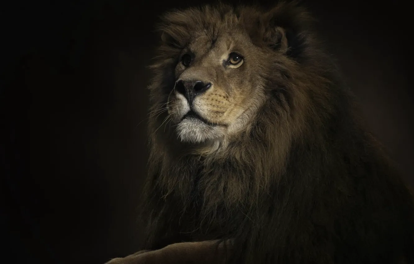 Photo wallpaper cat, look, Leo, mane