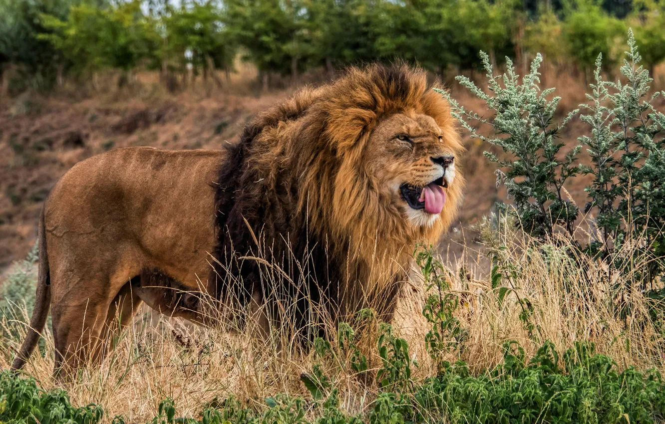 Photo wallpaper language, grass, look, face, trees, nature, pose, thickets