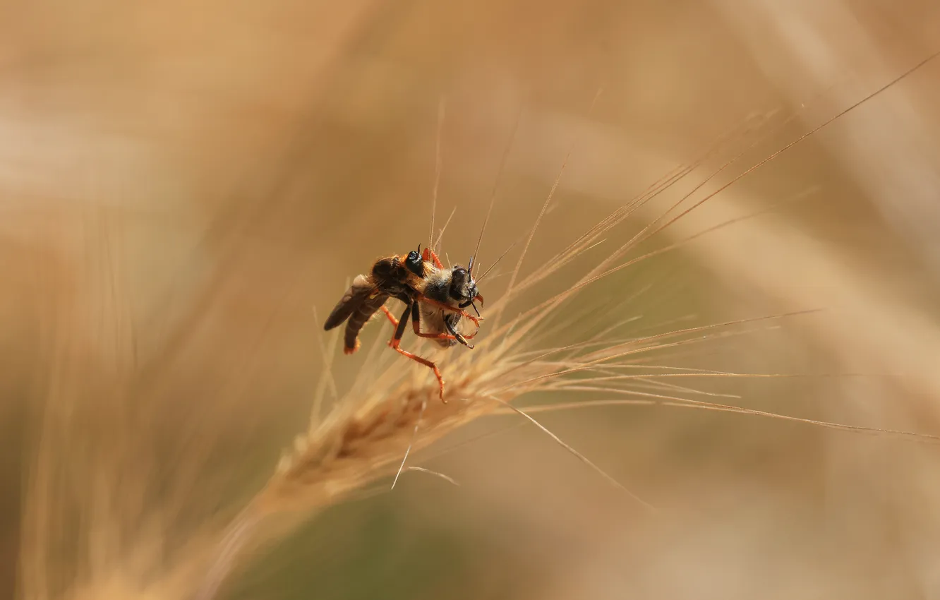 Photo wallpaper insects, stem, ctyri, Magov Marat, ktyri