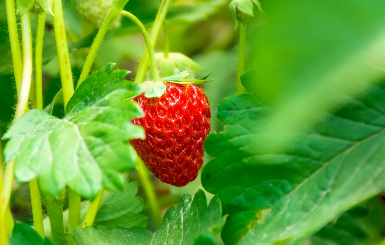 Photo wallpaper macro, berries, strawberry
