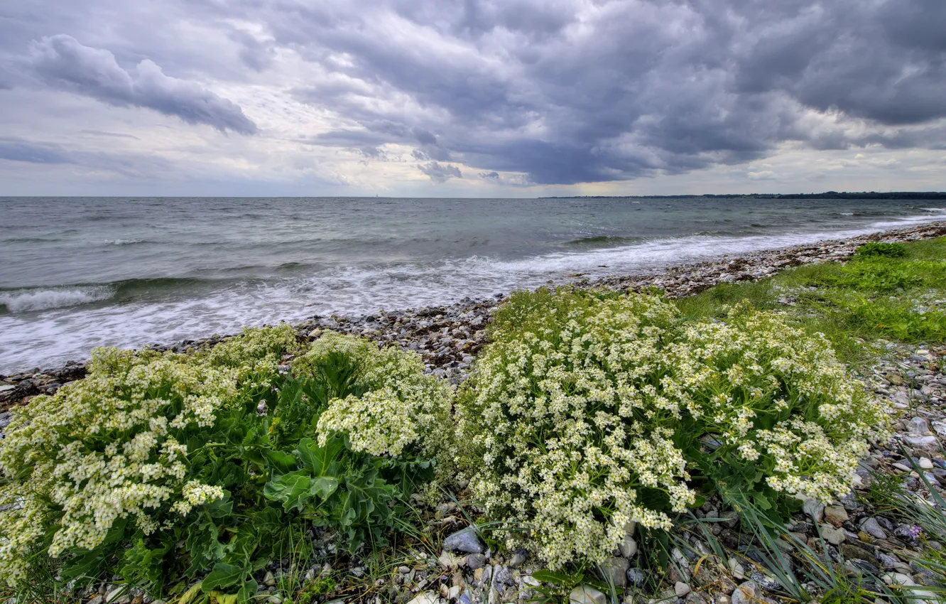 Photo wallpaper sea, summer, the sky, clouds, flowers, clouds, pebbles, shore