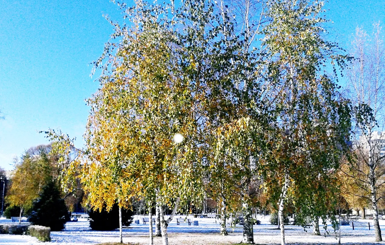 Photo wallpaper November 2024, landscape, winter, birch