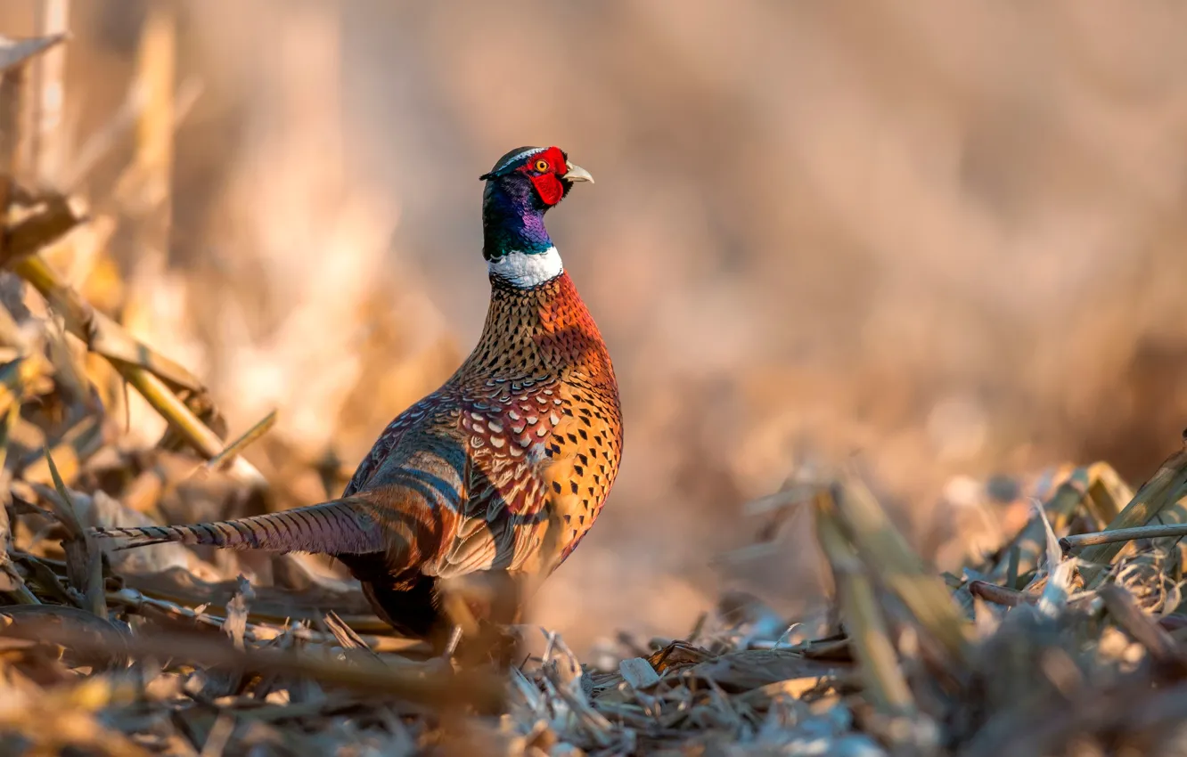 Photo wallpaper bird, pheasant, Pheasant