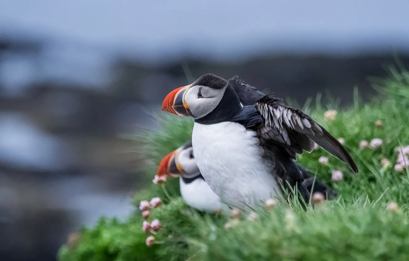 Photo wallpaper beak, stalled, bird, nature