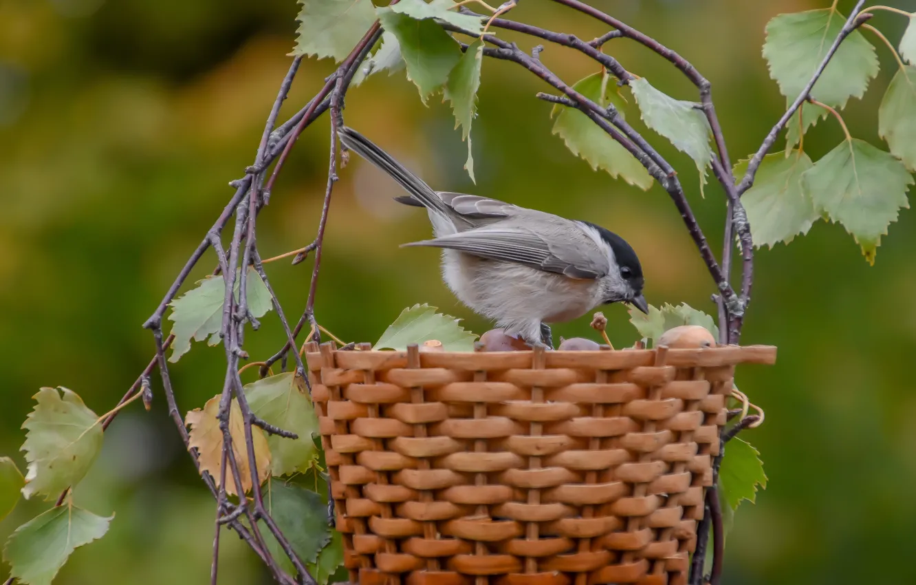 Photo wallpaper autumn, bird, basket, tit