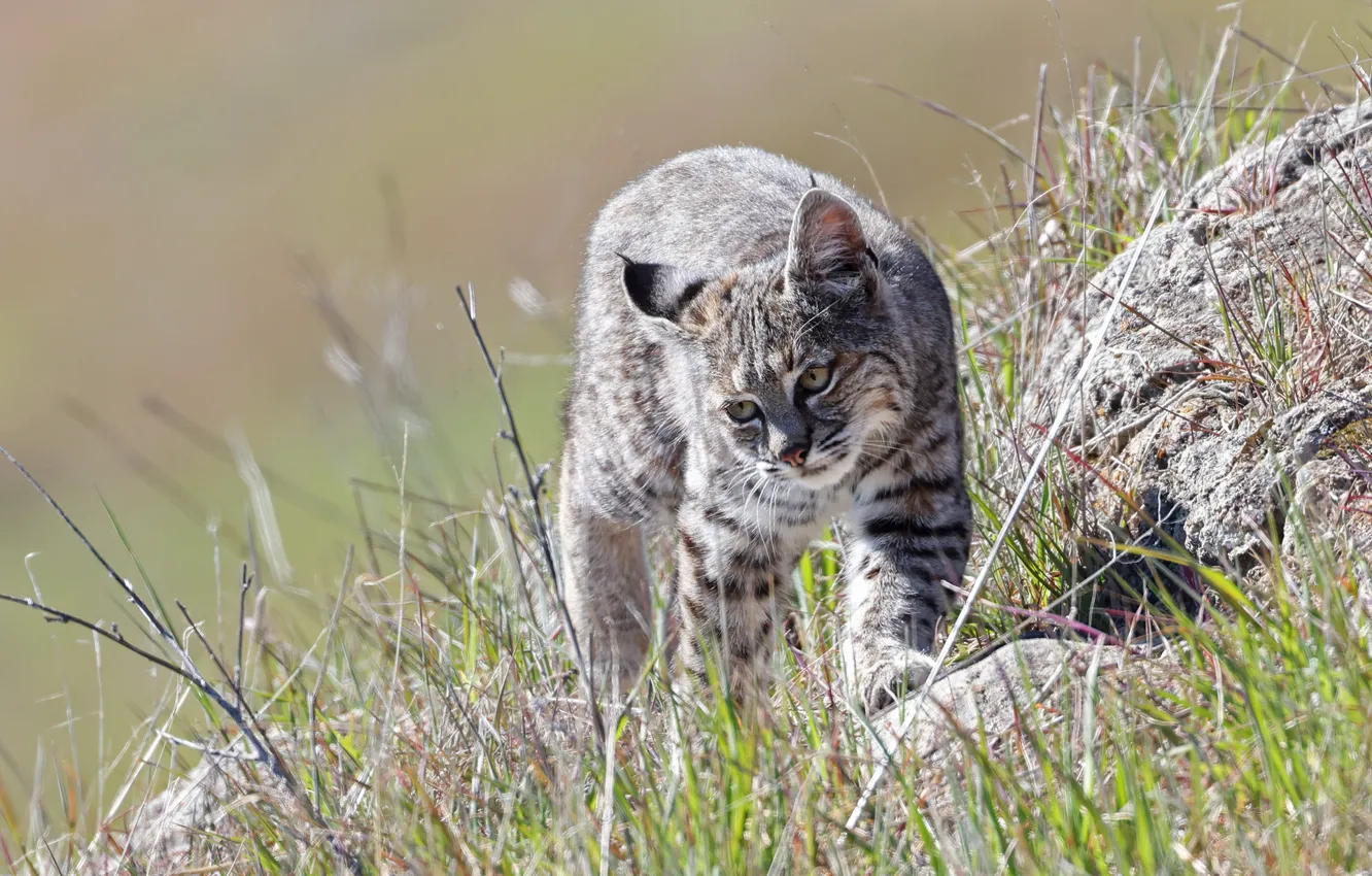 Photo wallpaper grass, stones, lynx