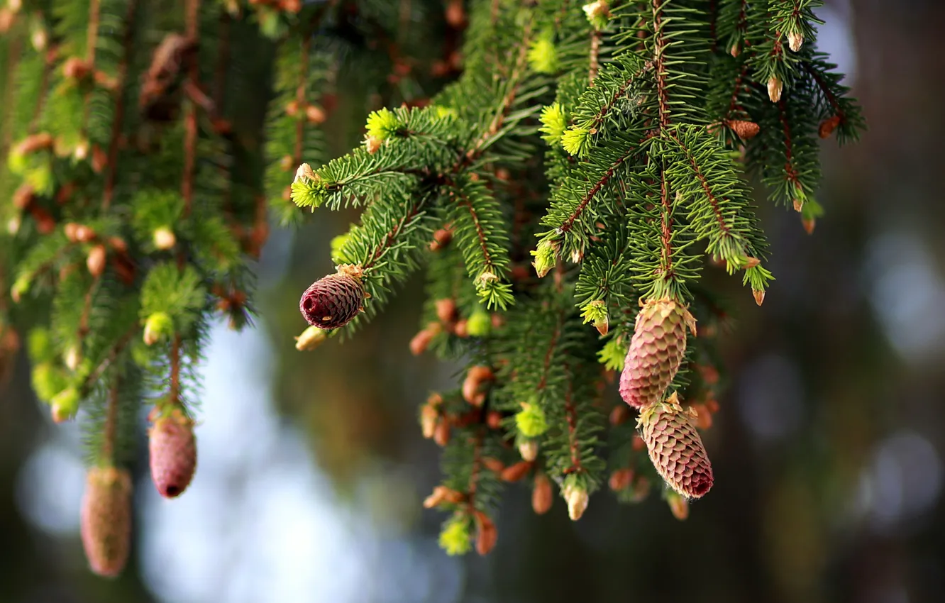 Photo wallpaper branches, spruce, bumps