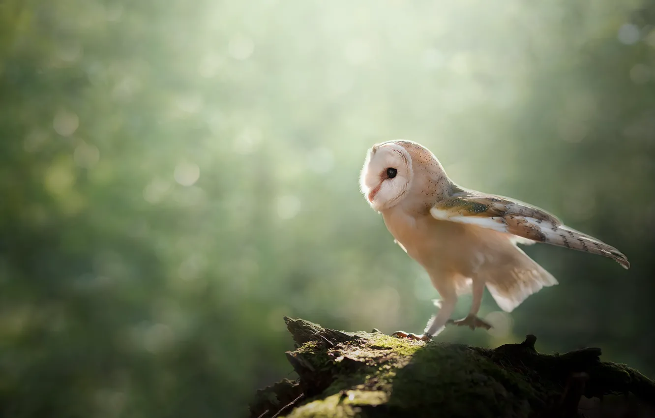 Photo wallpaper look, light, pose, owl, bird, stump, log, blurred background