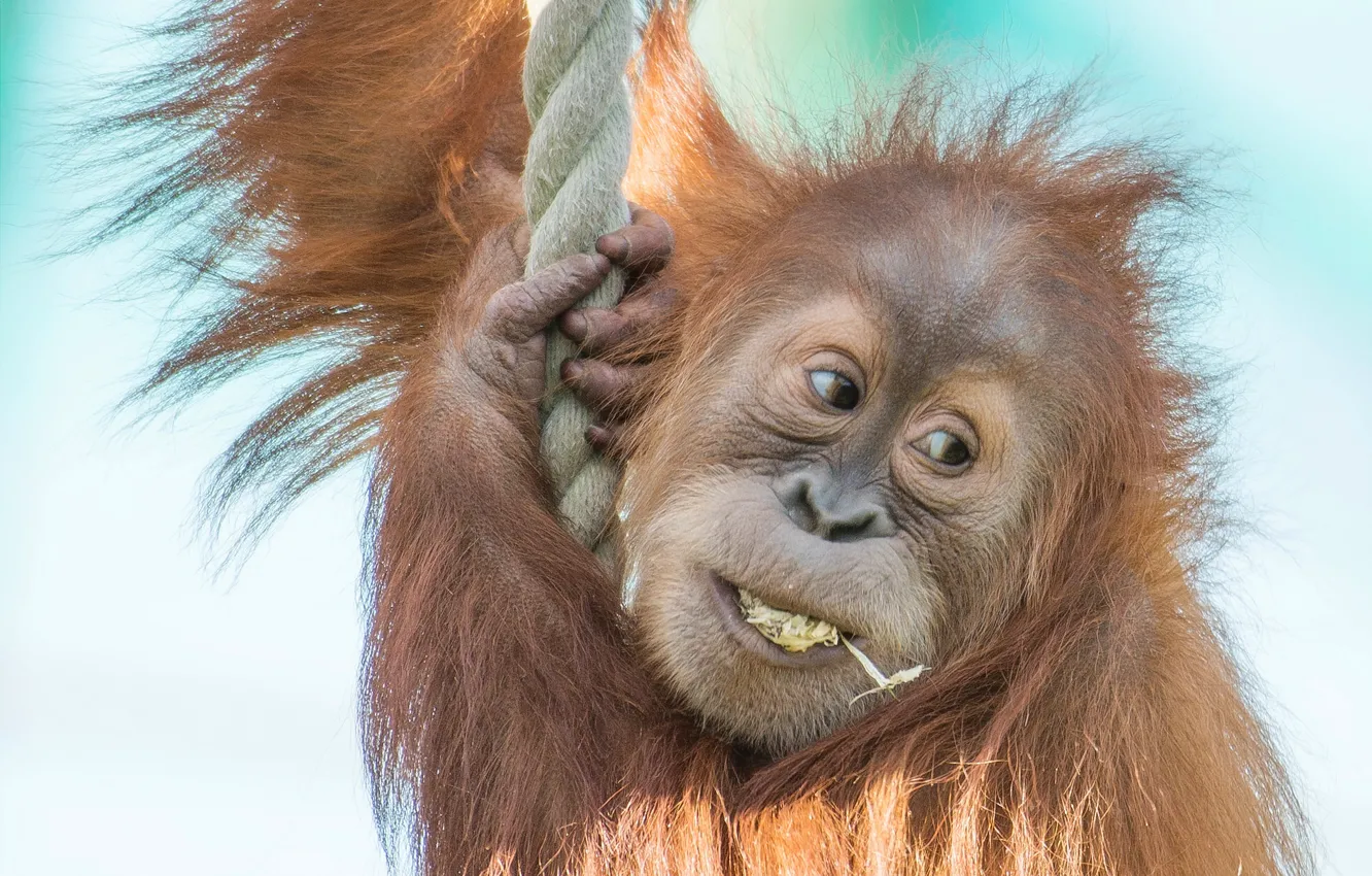 Photo wallpaper monkey, rope, cub, orangutan, Sumatran orangutan
