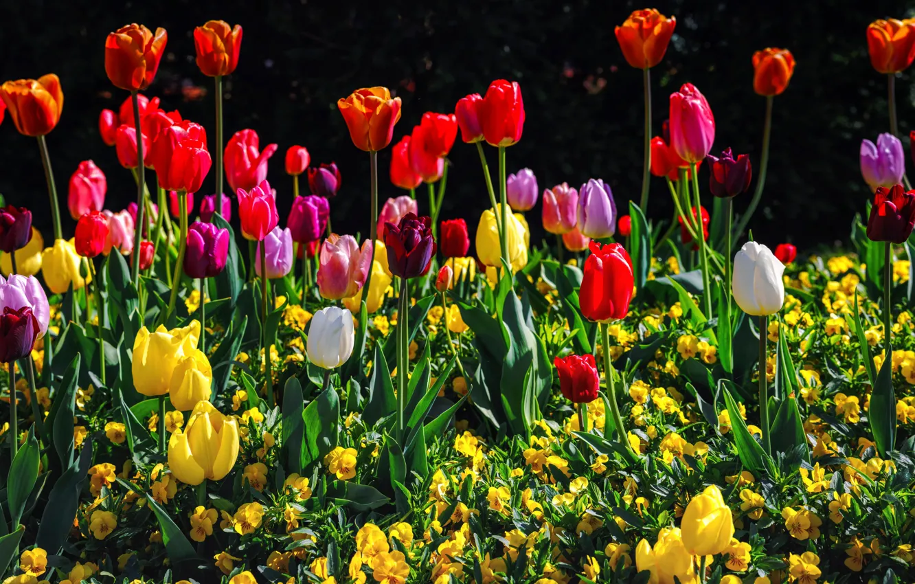 Photo wallpaper tulips, colorful, a lot