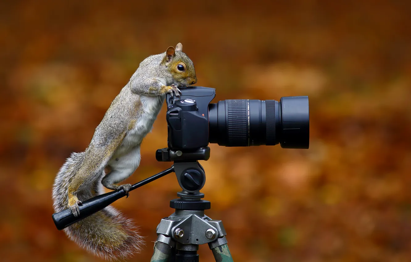 Photo wallpaper protein, the camera, Wild Grey Squirrel