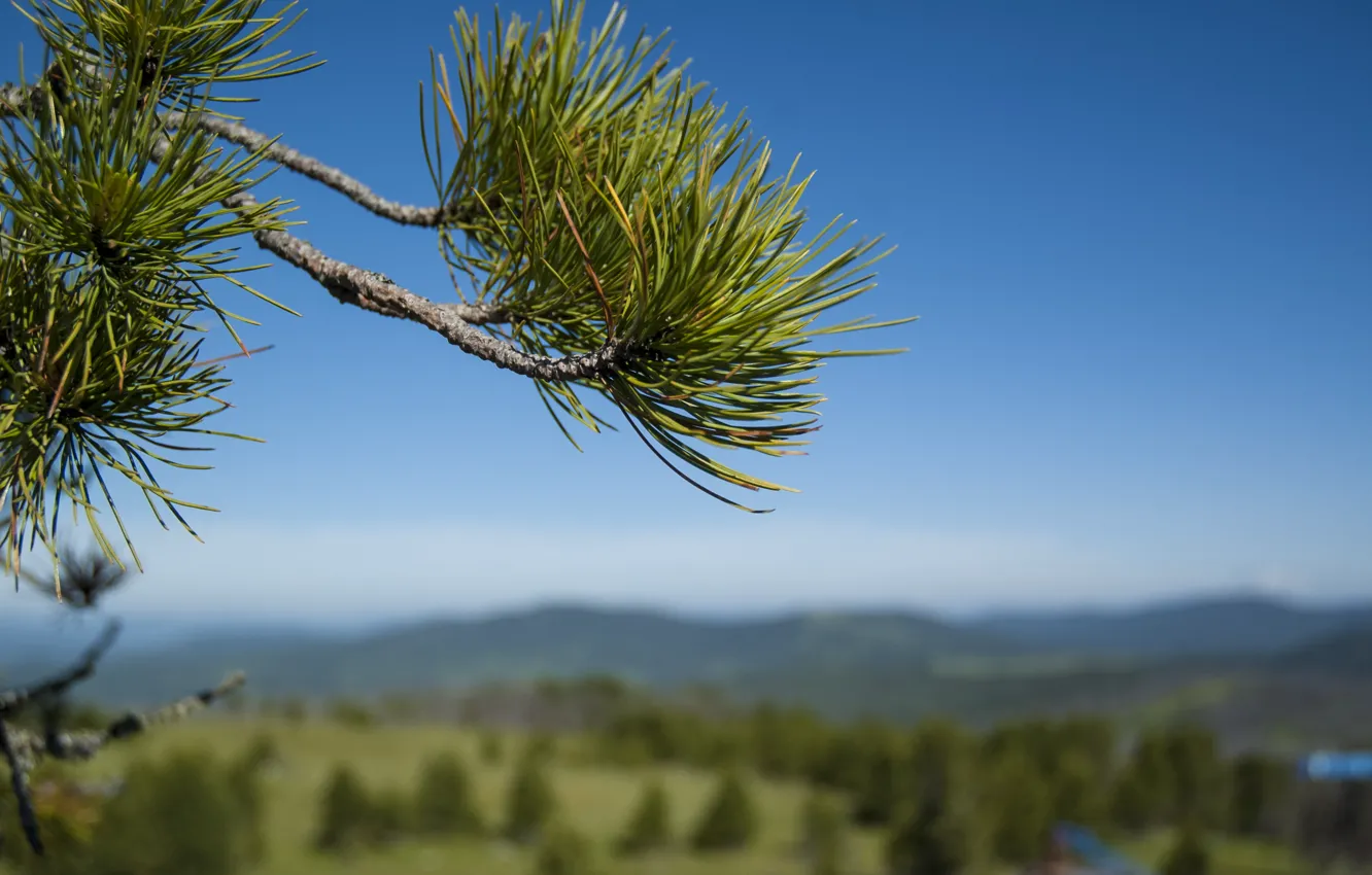 Photo wallpaper green, needles, Altay