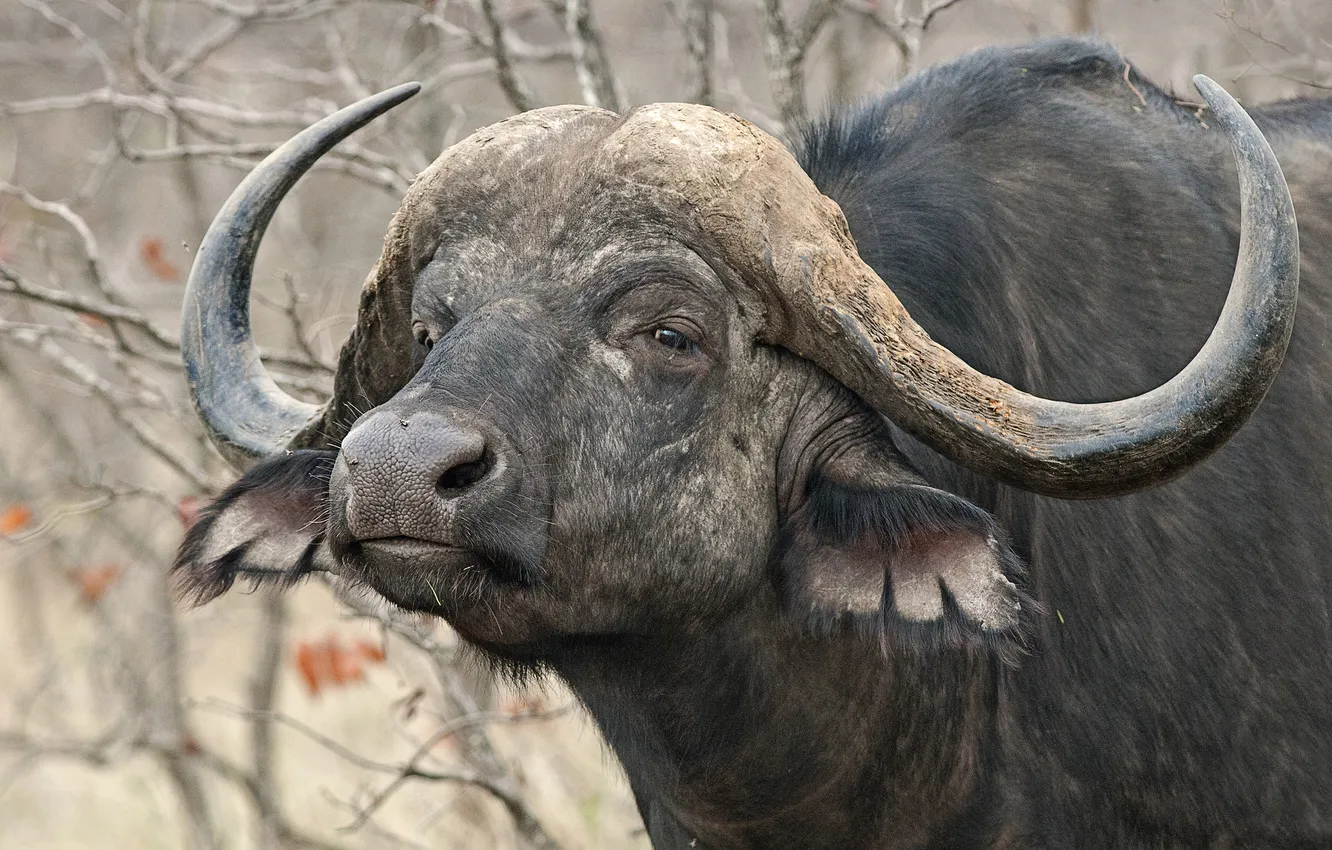 Photo wallpaper look, horns, African, Buffalo