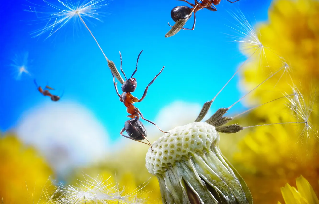 Photo wallpaper the sky, flight, flowers, dandelion, seeds, ants, fluff, parachute