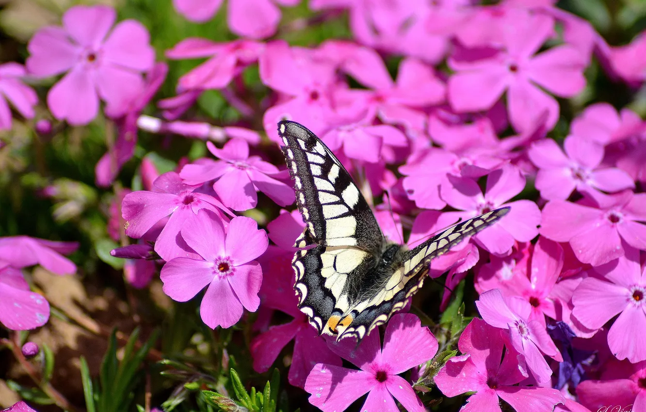 Photo wallpaper butterfly, pink, Phlox