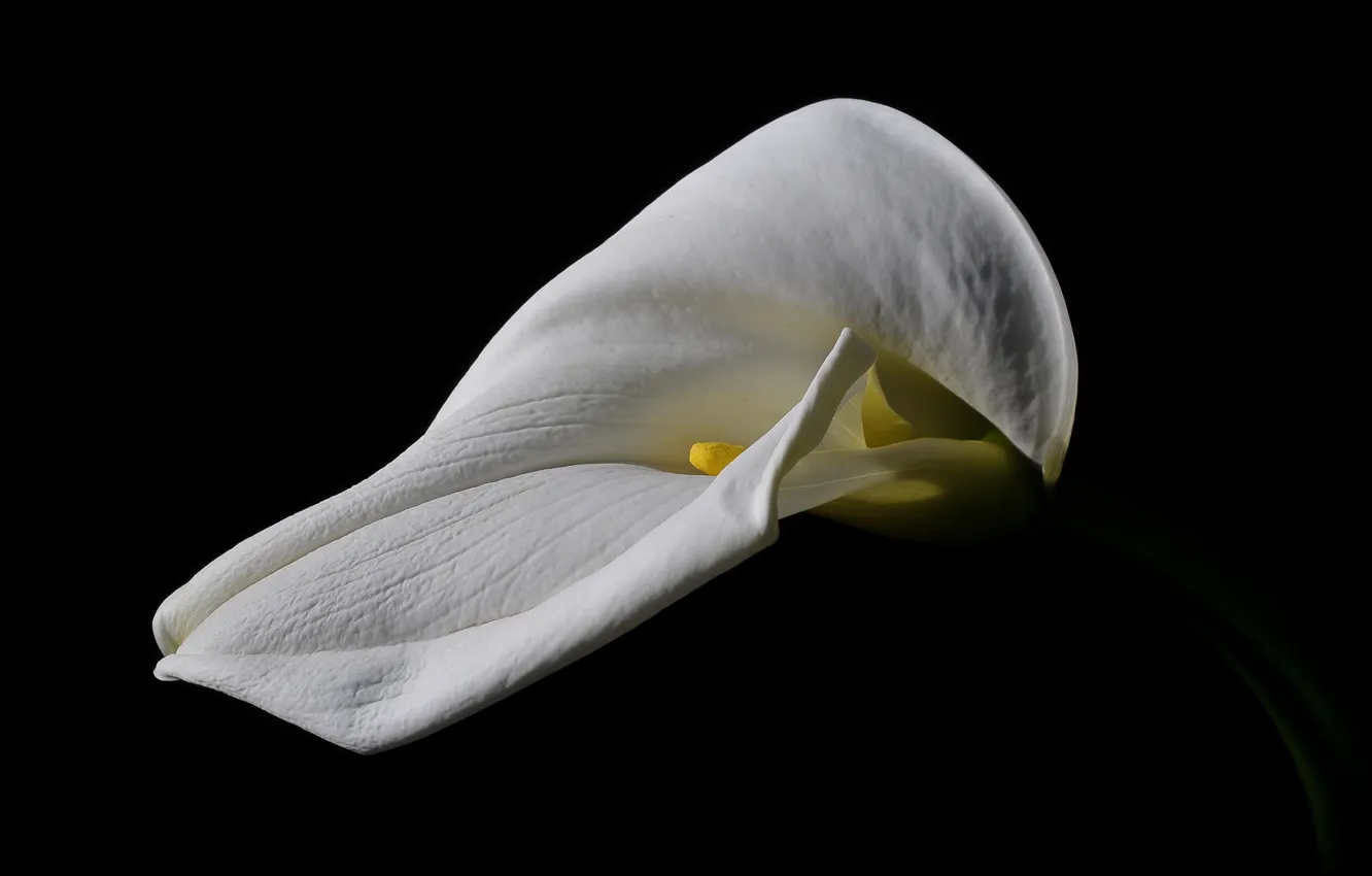 Photo wallpaper macro, flowers, Calla lilies