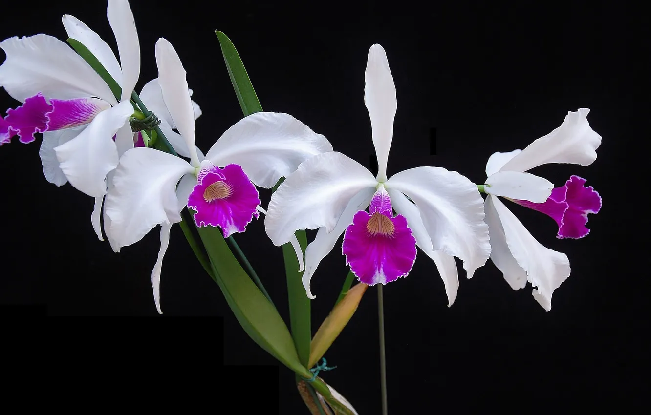 Photo wallpaper nature, plant, petals, exotic