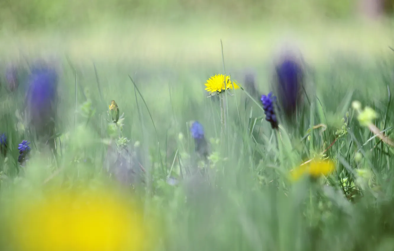 Photo wallpaper flower, grass, nature, dandelion, focus, blur, bokeh