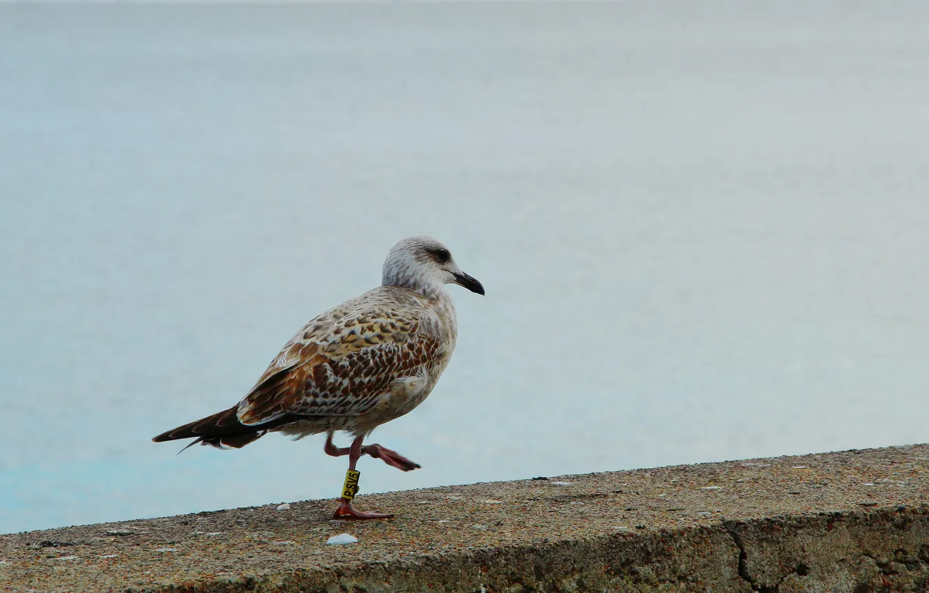 Photo wallpaper bird, animal, seagull