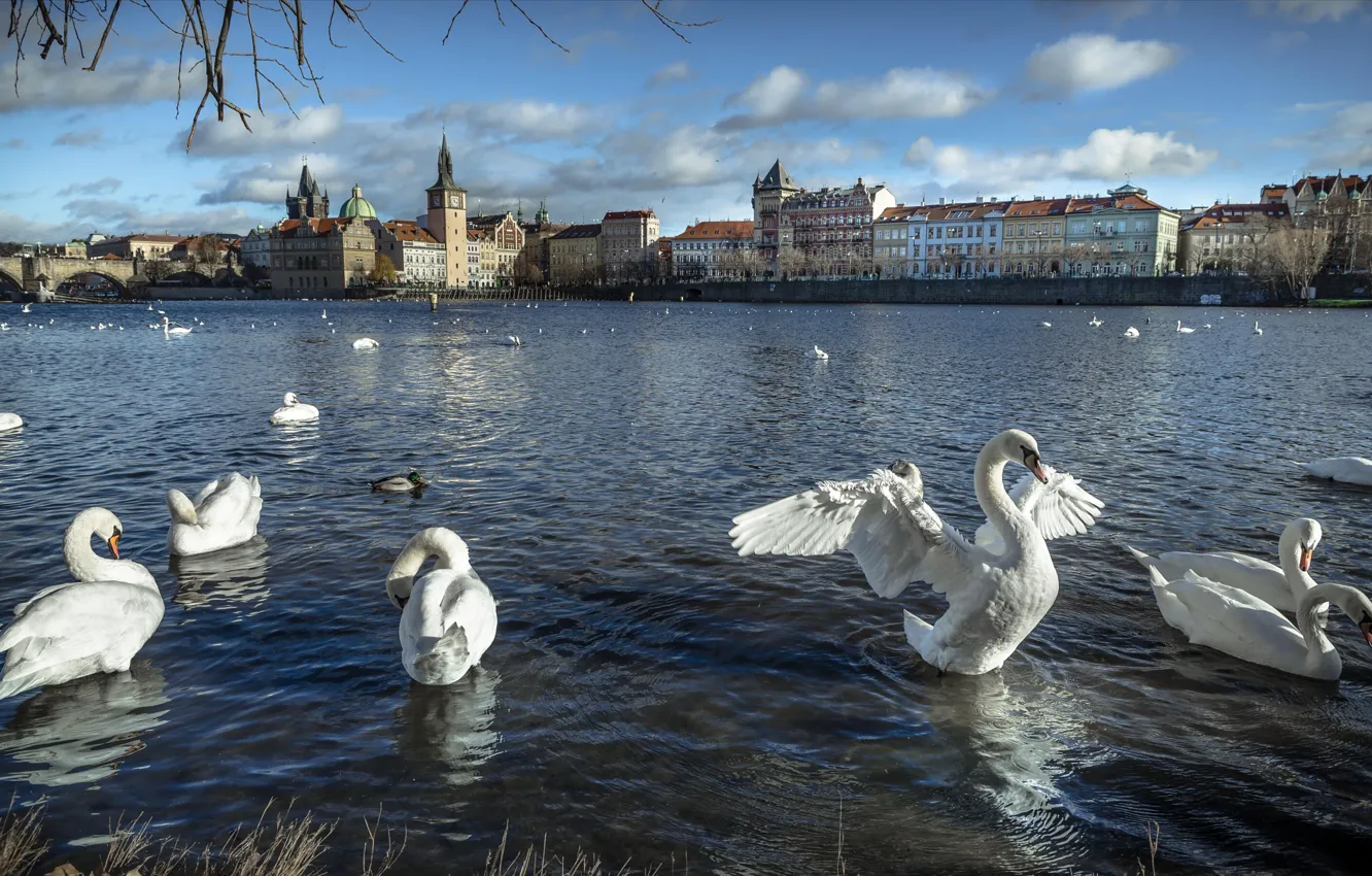 Photo wallpaper birds, the city, river, building, home, Prague, Czech Republic, swans