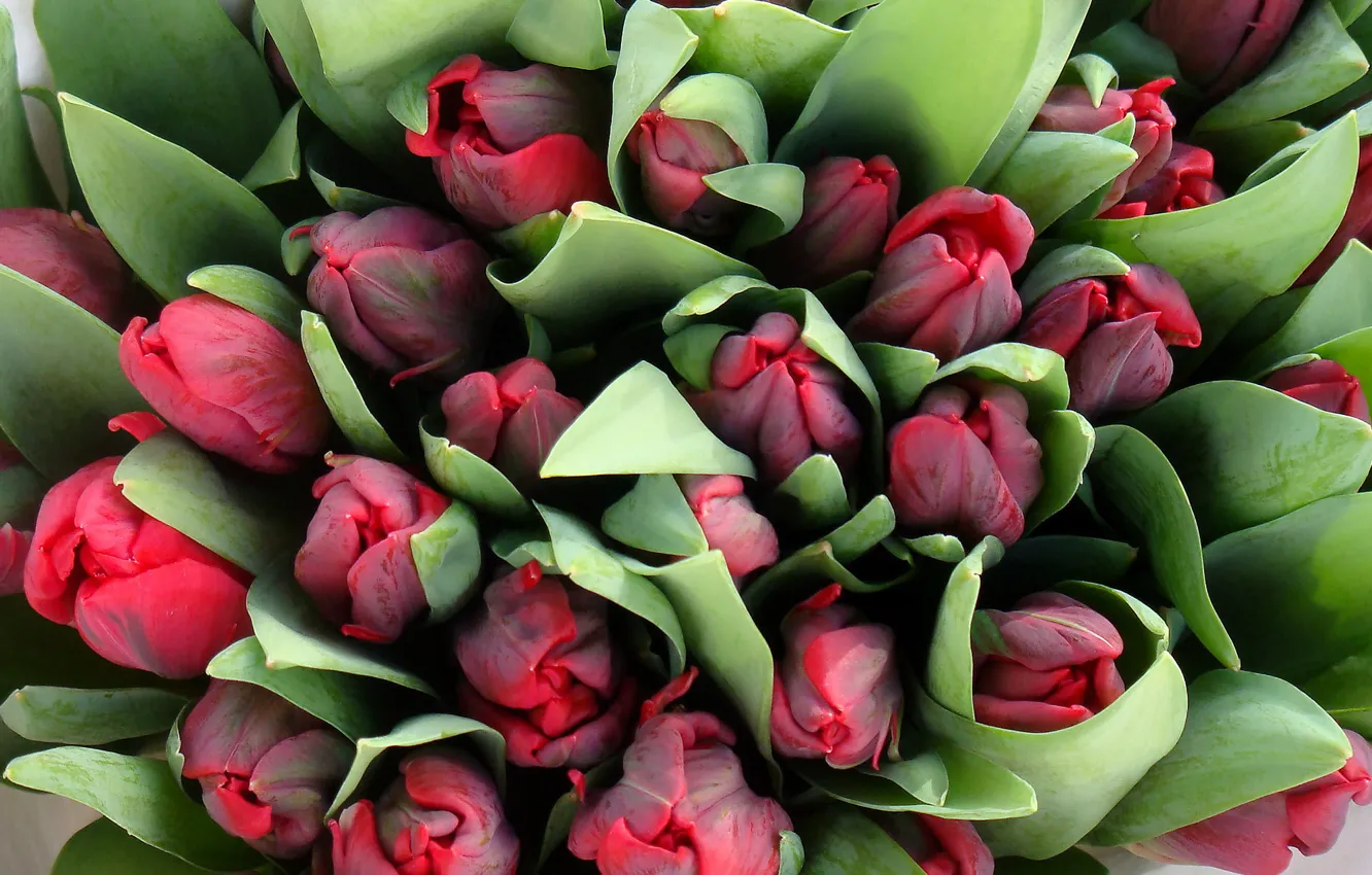 Photo wallpaper flowers, bouquet, tulips, a lot, the view from the top