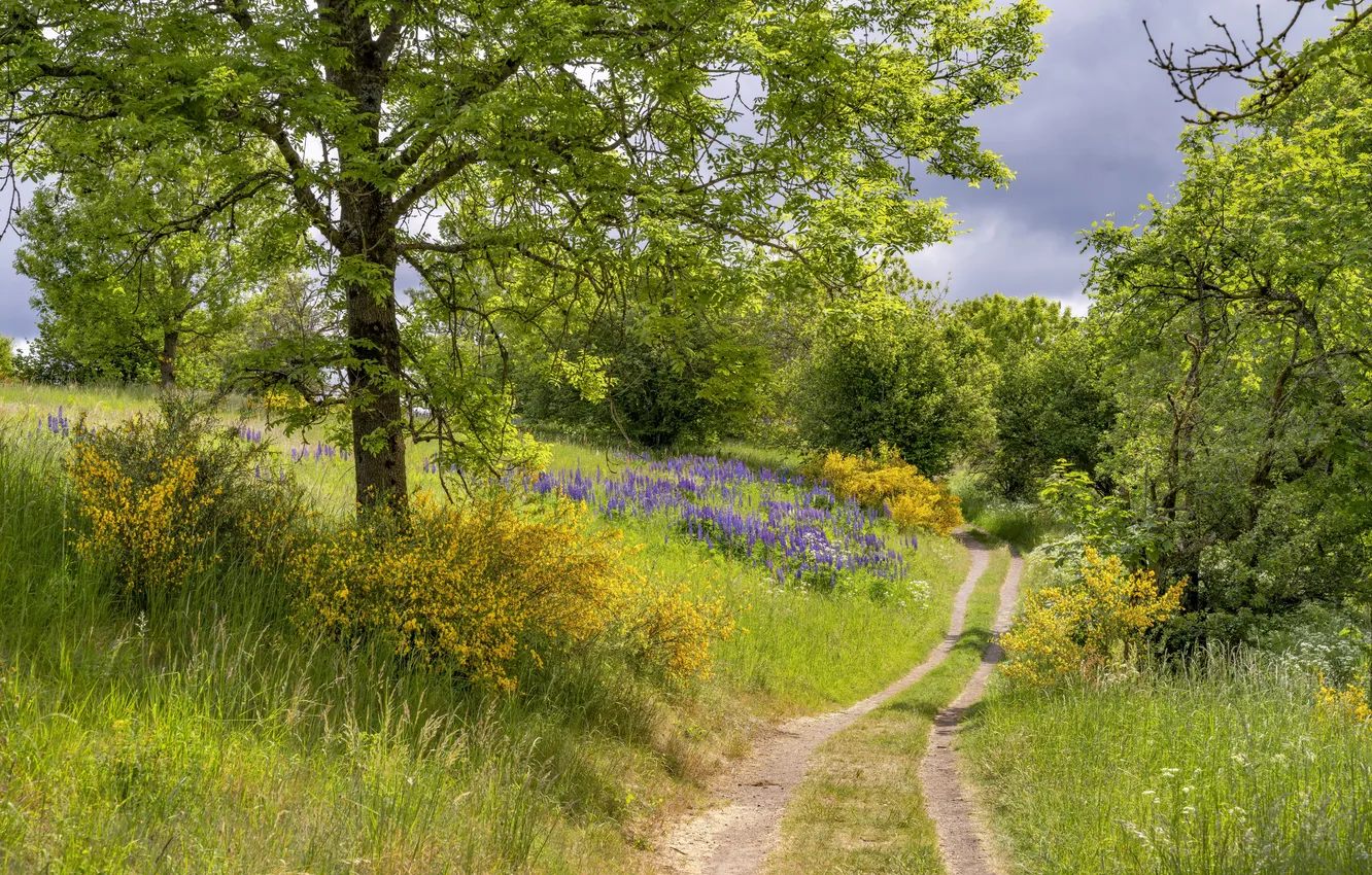 Photo wallpaper road, summer, nature