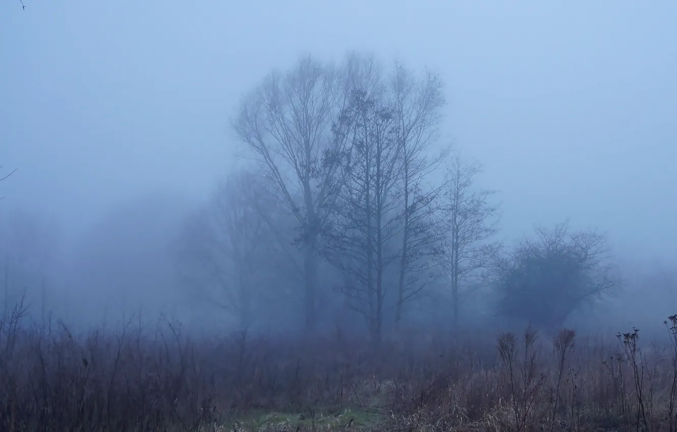 Photo wallpaper dark, forest, fog, twig