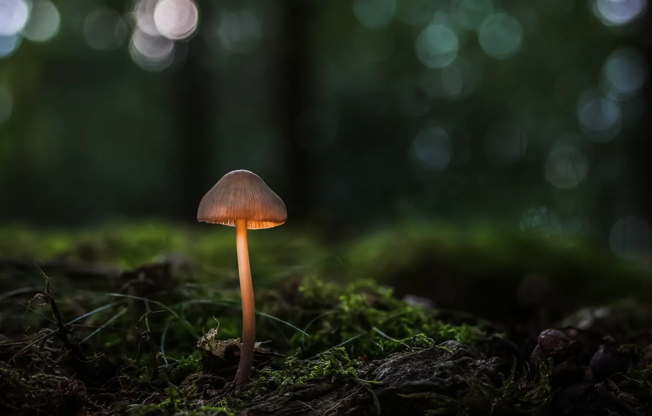 Photo wallpaper forest, macro, light, mushrooms, moss, legs