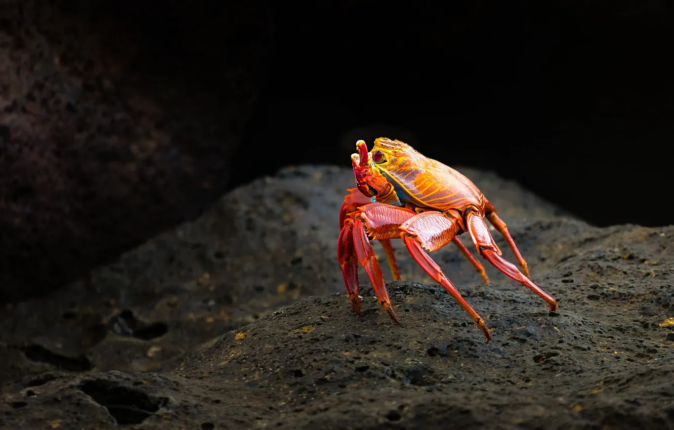 Photo wallpaper stones, crab, black background