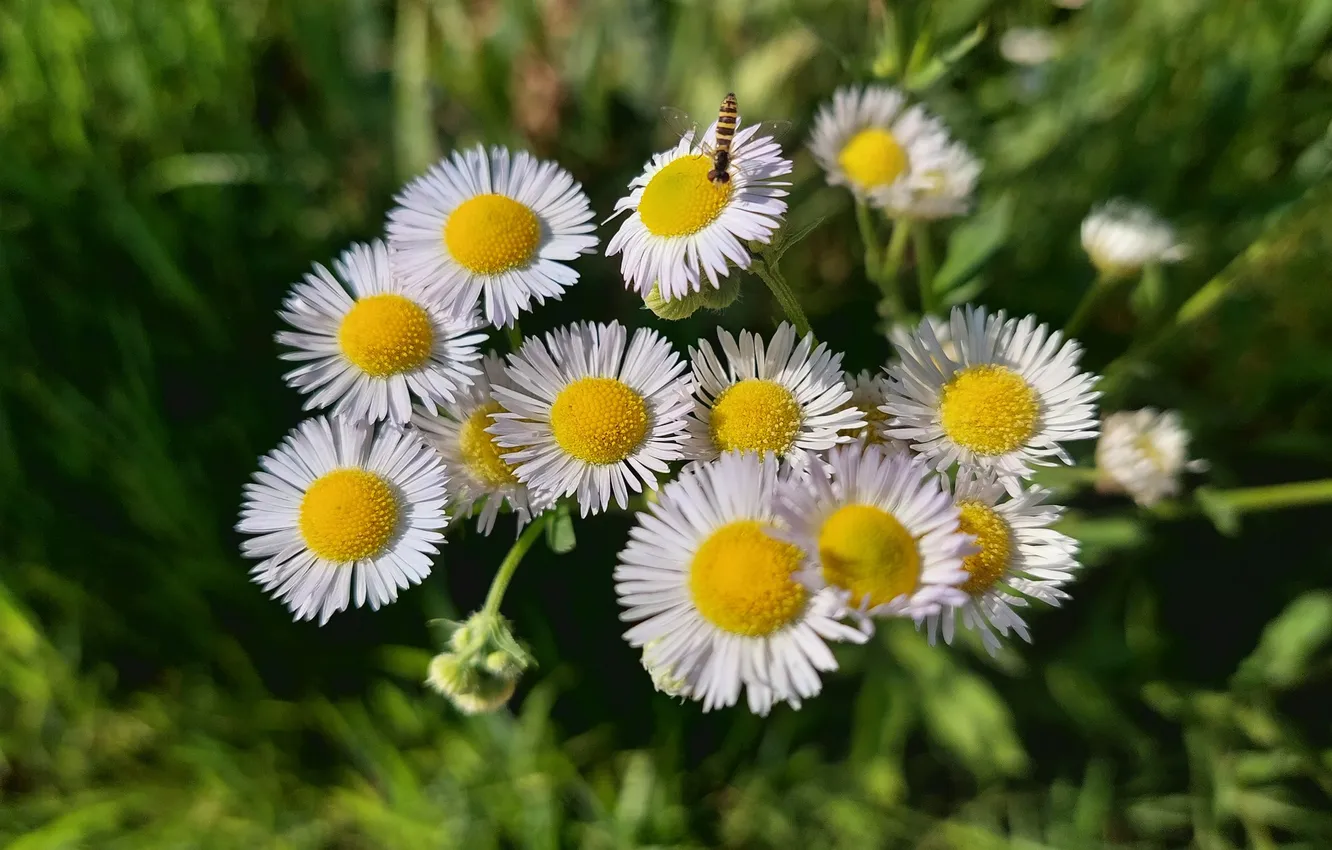 Photo wallpaper flowers, fly, meadow, insect, Daisy