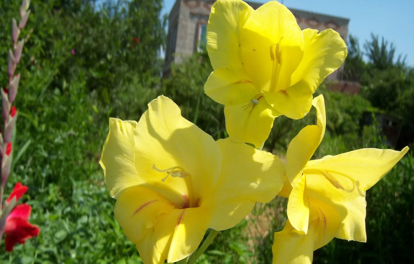 Photo wallpaper flowers, yellow, gladiolus, Mamala ©