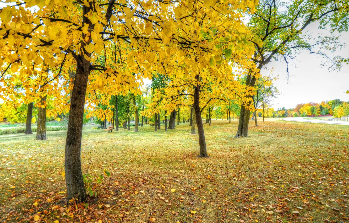 Photo wallpaper autumn, grass, leaves, trees, Park, track, bench