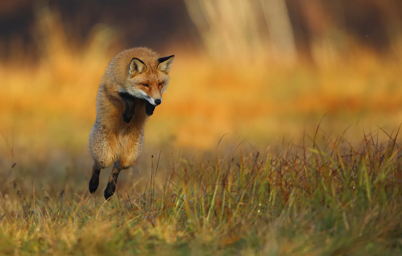 Photo wallpaper grass, nature, animal, jump, Fox, Fox