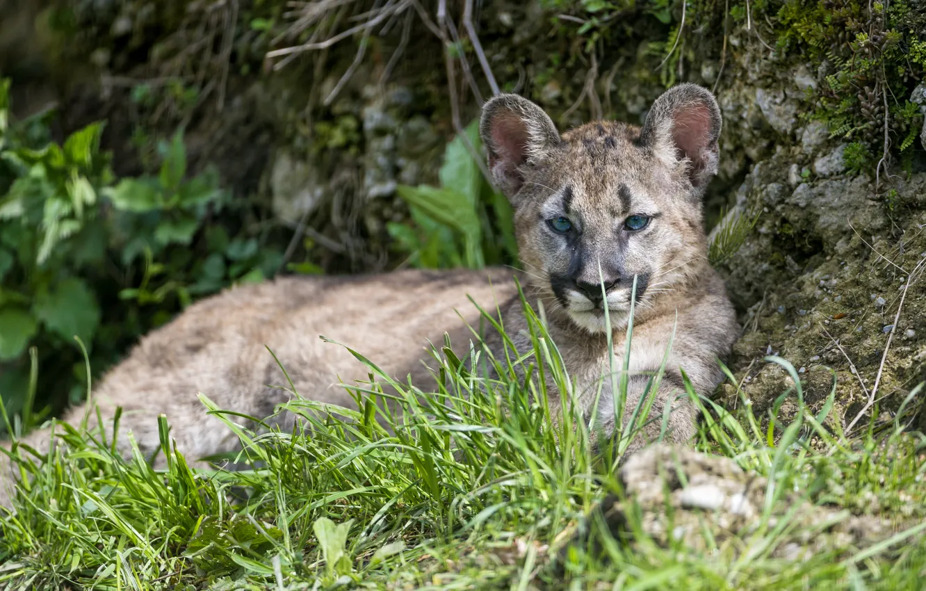 Photo wallpaper grass, look, cub, kitty, Puma, mountain lion, Cougar, ©Tambako The Jaguar
