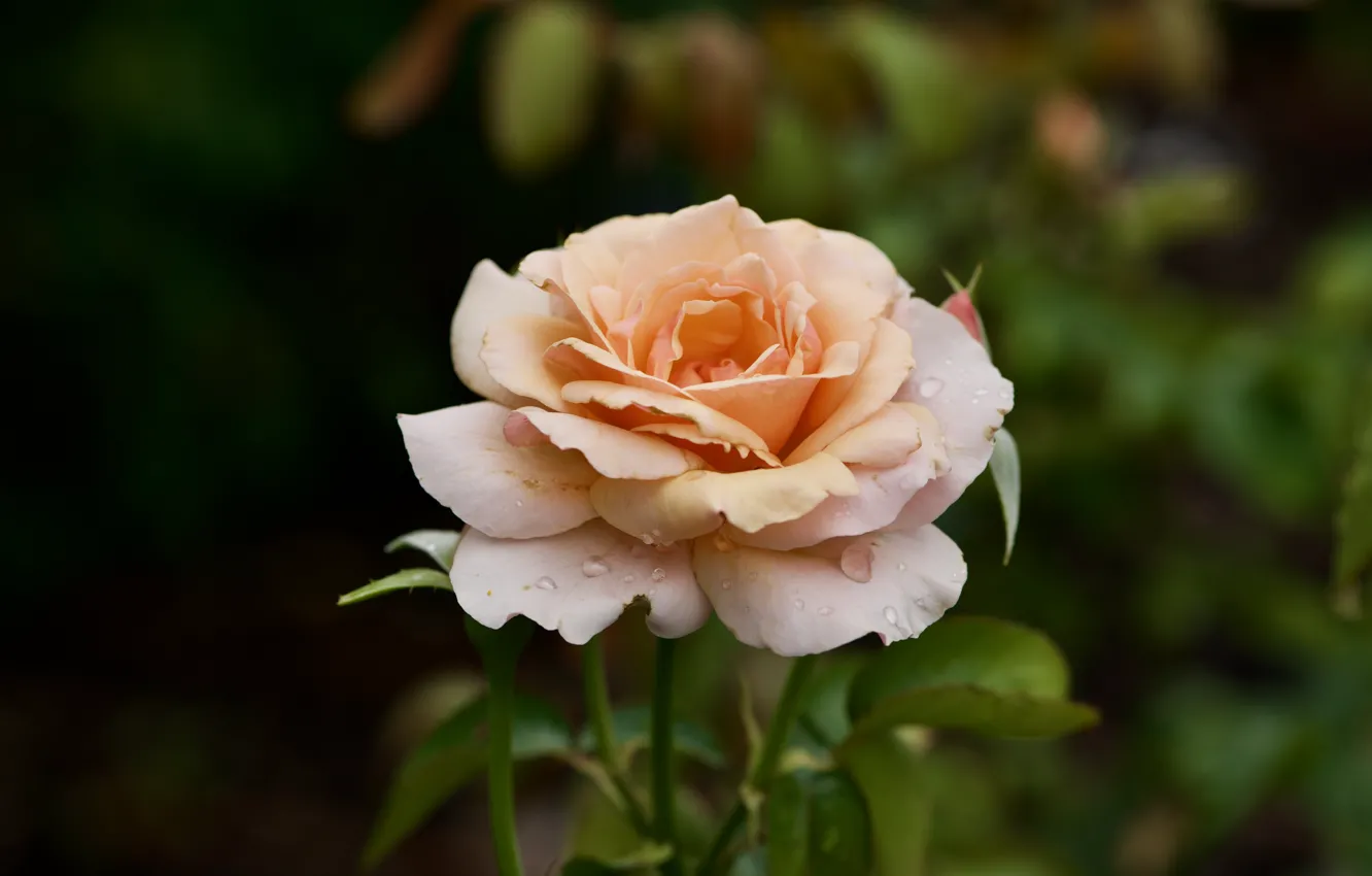 Photo wallpaper flower, leaves, drops, rose, orange, garden