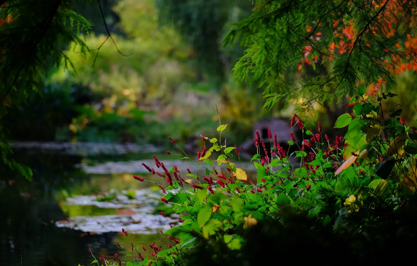 Photo wallpaper branches, pond, Park, England, bokeh, England, Hampshire, Hampshire