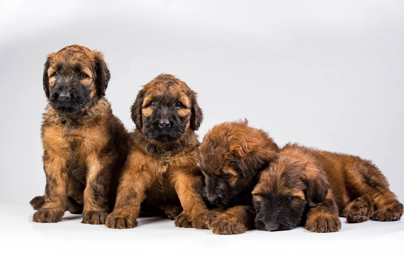 Photo wallpaper dog, puppy, French shepherd, Briar