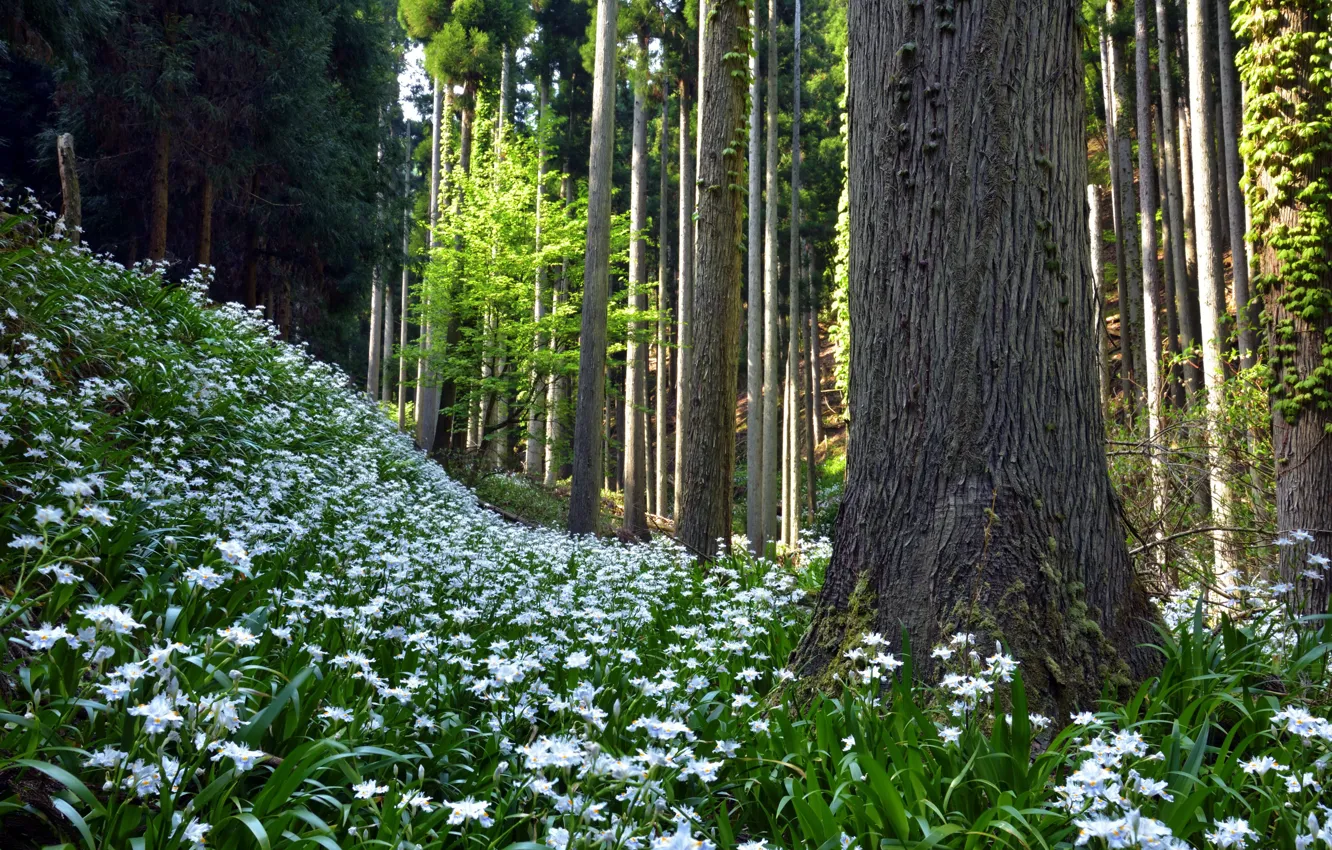Photo wallpaper forest, flowers, nature