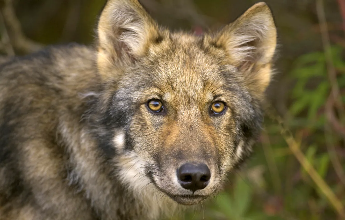 Photo wallpaper eyes, face, wolf