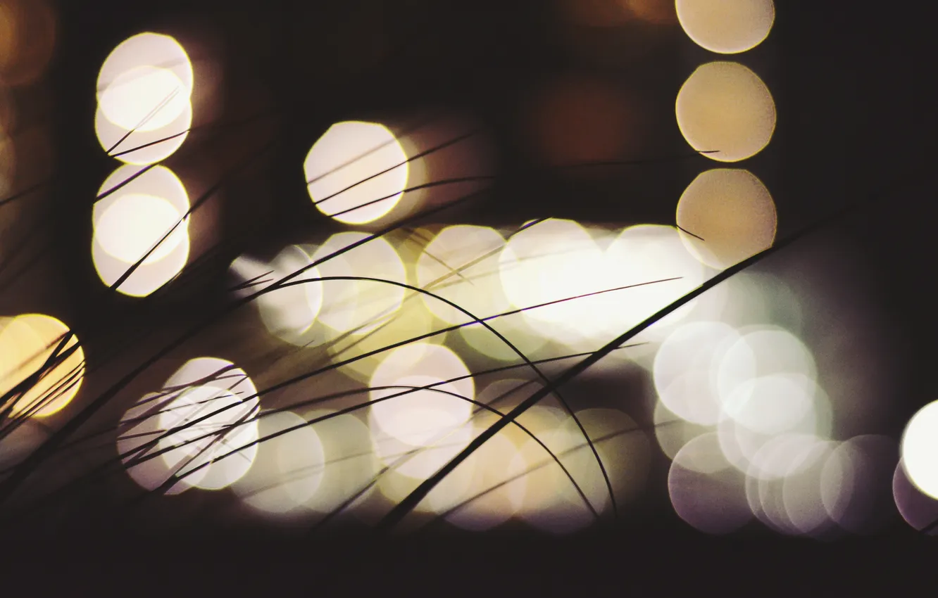 Photo wallpaper grass, night, bokeh