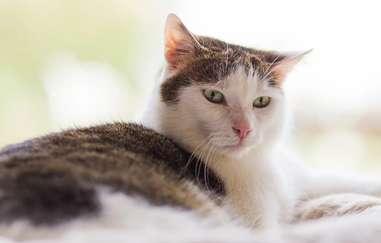 Photo wallpaper eyes, cat, look, Koshak